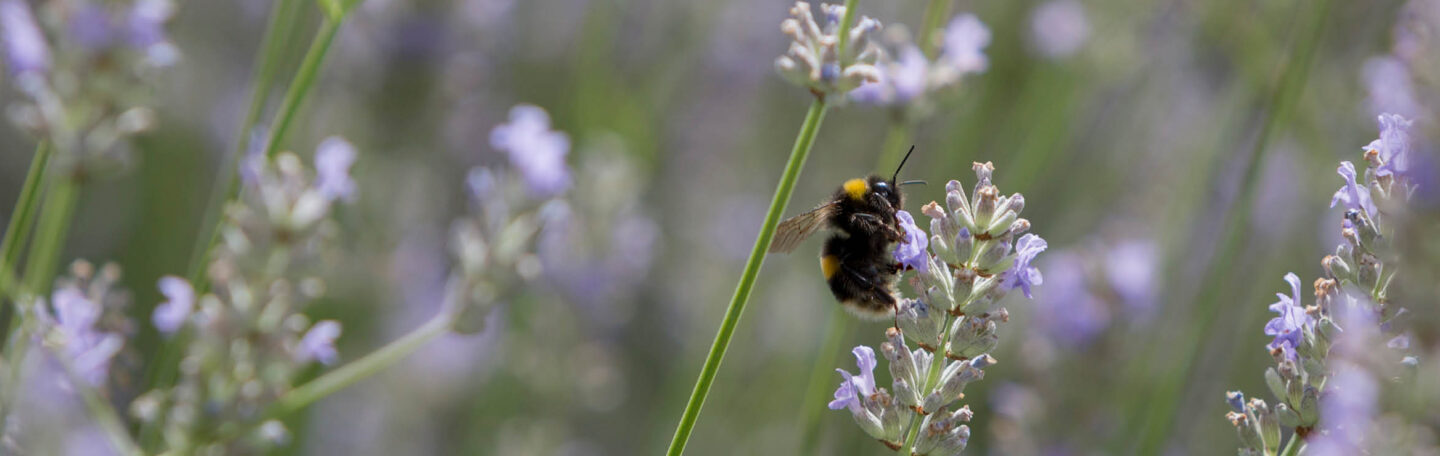 Maak van je tuin of balkon een paradijs voor bijen: 4 tips