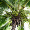Koning kokos
