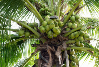Koning kokos