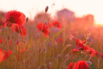 4 minuten meditatie: zwoele zomeravond