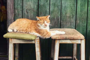 Wereldddierendag; wist jij deze 4 dingen al over deze bijzondere dag?