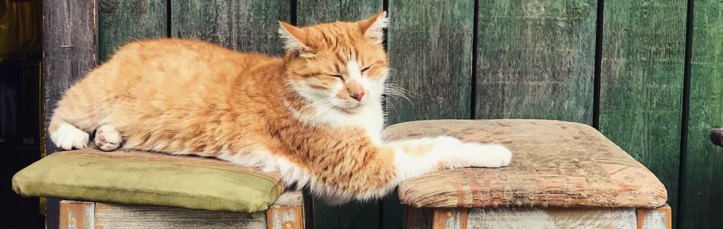 Wereldddierendag; wist jij deze 4 dingen al over deze bijzondere dag?