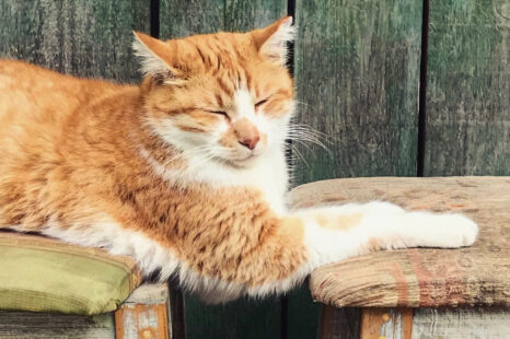 Wereldddierendag; wist jij deze 4 dingen al over deze bijzondere dag?