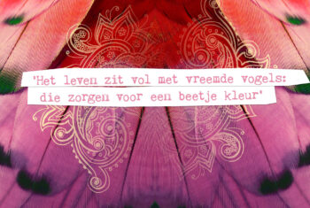 Als je niet in een hokje past
