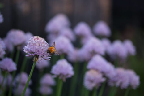 Vier manieren om de bloemetjes en bijtjes te helpen op Wereldmilieudag