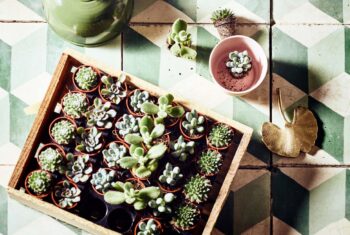 Deze helende planten maken je happy (en gezonder)
