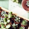 Deze helende planten maken je happy (en gezonder)