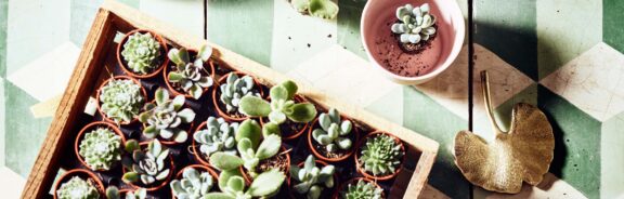 Deze helende planten maken je happy (en gezonder)