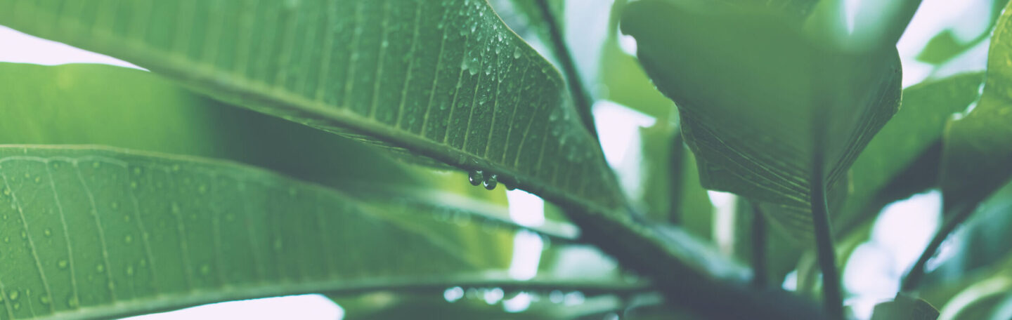 Planten zijn intelligenter dan je denkt, en dit is waarom