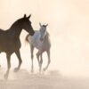 Dit is waarom paarden zo goed naar je kunnen luisteren