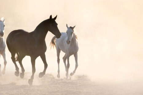 Dit is waarom paarden zo goed naar je kunnen luisteren