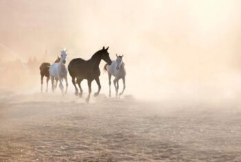 Dit is waarom paarden zo goed naar je kunnen luisteren