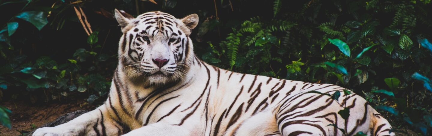 Met deze 3 tips wakker je de tijger in jezelf aan