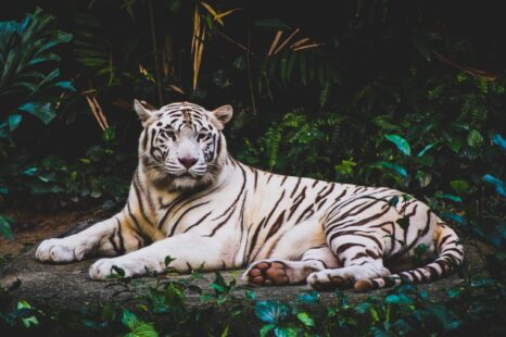 Met deze 3 tips wakker je de tijger in jezelf aan