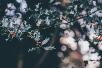 De enige vegan kerstmarkt van Nederland (en nog vier decemberfavorieten)