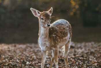 Praat je liever met dieren dan met mensen? Dan is dit stukje voor jou