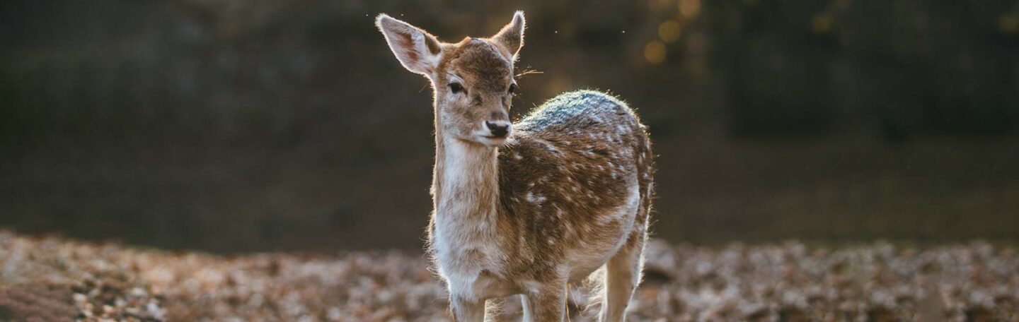 Praat je liever met dieren dan met mensen? Dan is dit stukje voor jou