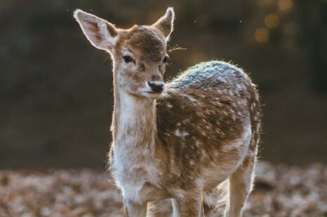 Praat je liever met dieren dan met mensen? Dan is dit stukje voor jou