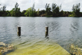 Dit wil je proeven: de wonderlijke groene veelzijdigheid van algen