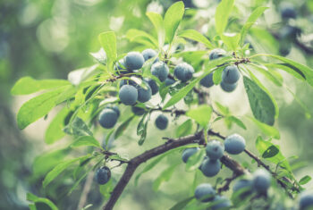 Hup, naar buiten en wildplukken: dit lekkers vind je nú in de natuur