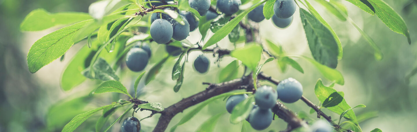 Hup, naar buiten en wildplukken: dit lekkers vind je nú in de natuur