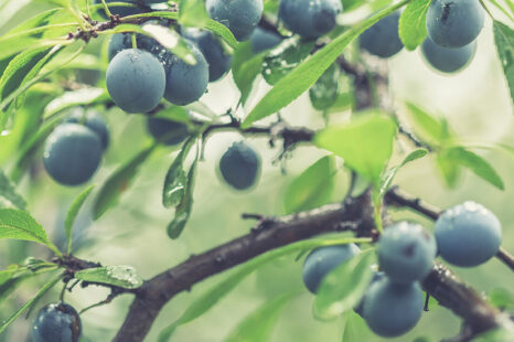 Hup, naar buiten en wildplukken: dit lekkers vind je nú in de natuur