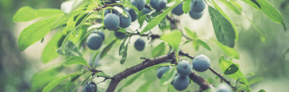 Hup, naar buiten en wildplukken: dit lekkers vind je nú in de natuur