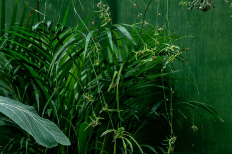 Op z’n Feng Shui’s: dit zijn de perfecte planten voor in huis