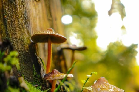 Het is weer paddenstoelentijd! Zo maak je van je wandeling een ontdekkingstocht