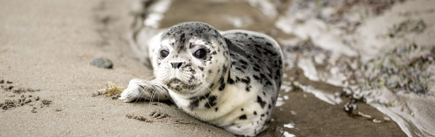 Deze 5 krachtdieren herinneren je aan je innerlijke wijsheid