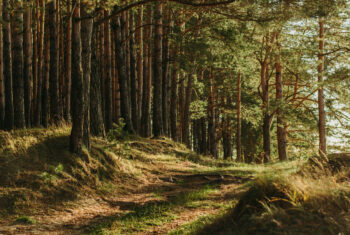 Heb jij liefde voor de natuur? Zo help je haar beschermen