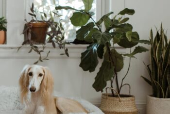 Deze luchtzuiverende planten zorgen voor frisse lucht in huis