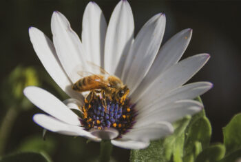 5 x genieten van de natuur