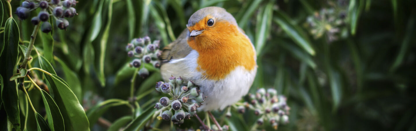 9 dingen waar je héél blij van wordt als je van vogels houdt