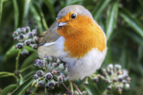 9 dingen waar je héél blij van wordt als je van vogels houdt