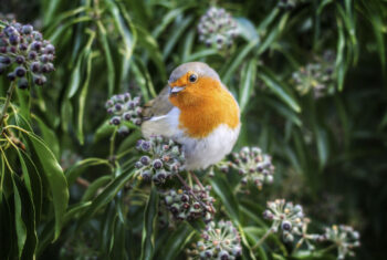 9 dingen waar je héél blij van wordt als je van vogels houdt