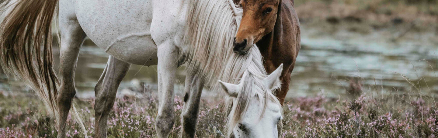 Wat paarden je over innerlijke rust kunnen leren
