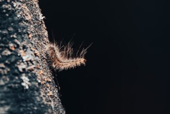 Geïrriteerde huid door de eikenprocessierups? Natuurlijke tips om de jeuk te verzachten