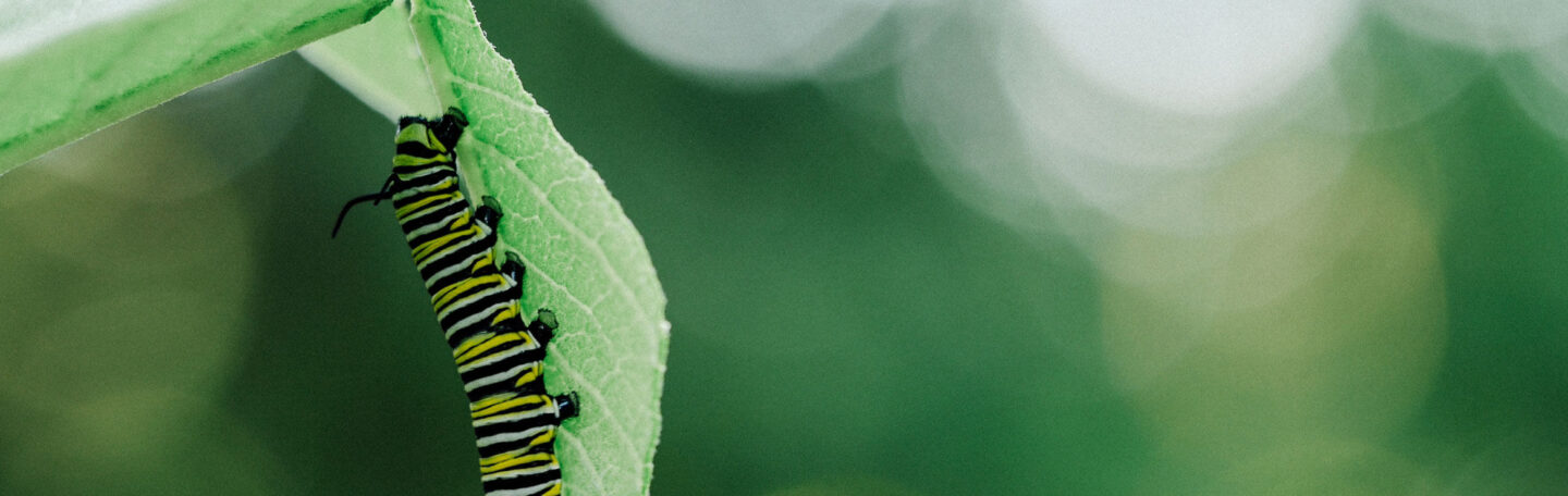 Geïrriteerde huid door de eikenprocessierups? Natuurlijke tips om de jeuk te verzachten