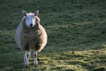 Altijd al een schaap willen scheren? Dit is je kans