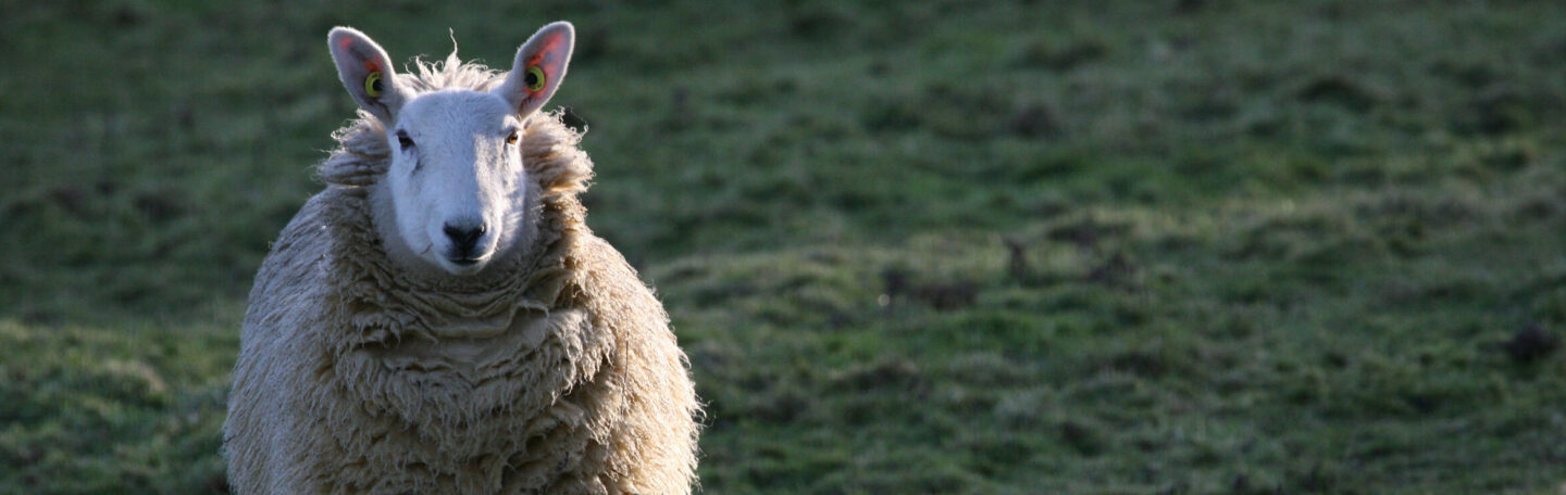 Altijd al een schaap willen scheren? Dit is je kans