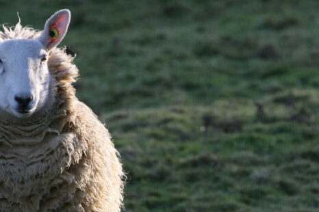 Altijd al een schaap willen scheren? Dit is je kans