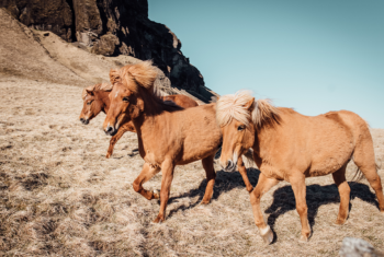 Het paard als je spiegel