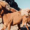 Het paard als je spiegel