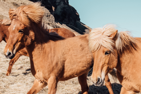 Het paard als je spiegel