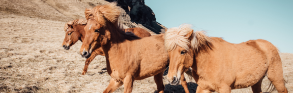 Het paard als je spiegel