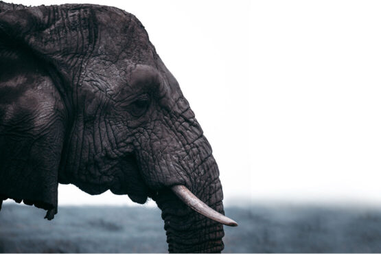 Kun je je een wereld voorstellen zonder olifanten?