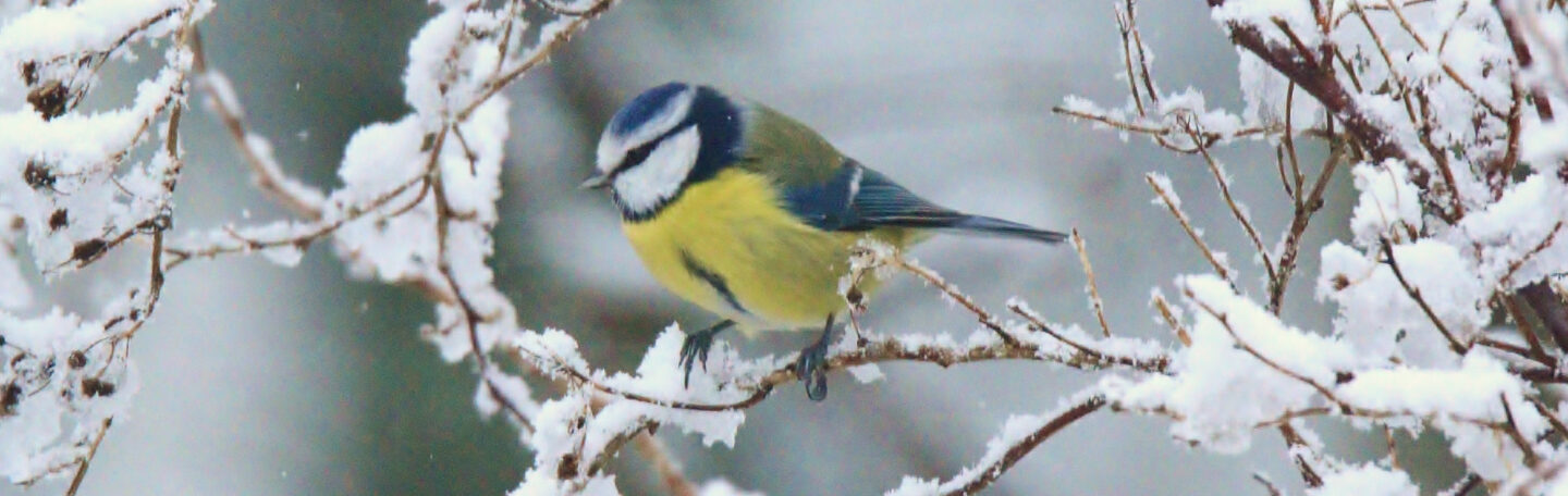 Vogels kijken maakt gelukkig