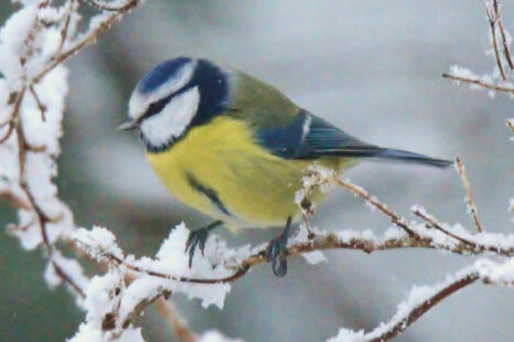 Vogels kijken maakt gelukkig