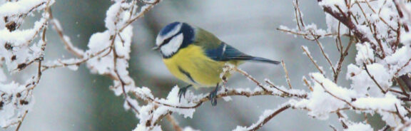 Vogels kijken maakt gelukkig